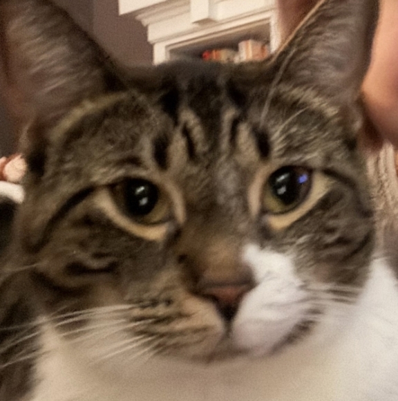 sonya121212cat